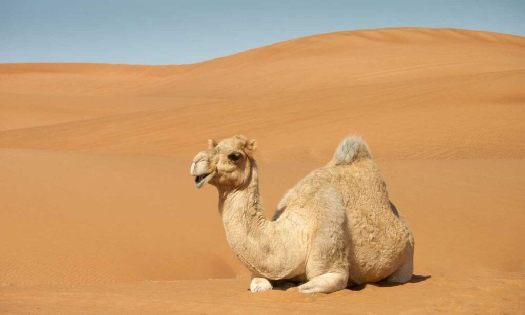 Baby camel
