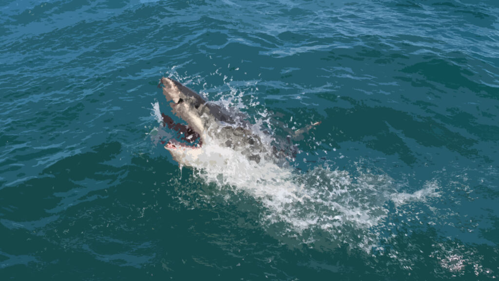 Shark